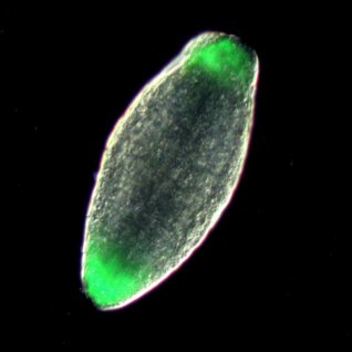 Plant developmental biologist studying chromatin and polarity decisions at UCLA. Chair of the MCDB department.  Tweets, opinions and bad jokes are my own.