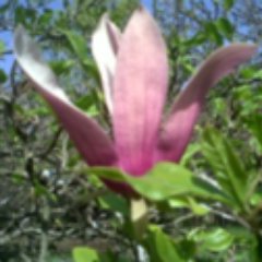 _Kandiska_'s profile picture. 