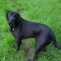 Enthusiastic ๐dog walking woman ๐ (@mrsjboo) 's Twitter Profile