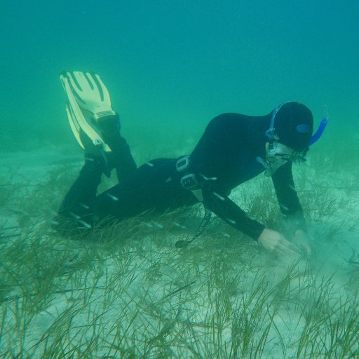 Marine Biologist specialized in thiotrophic symbiosis, PhD student, marine nematode aficionado