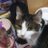 ねこのアイコン