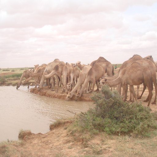 Action in Semi-Arid Land works in promoting resource bases and humanitarian responses aimed at a society living with dignity self-reliance.