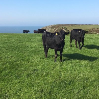 Promoting Welsh Farming. Based on the Gower Peninsula in South Wales - beef, sheep and arable