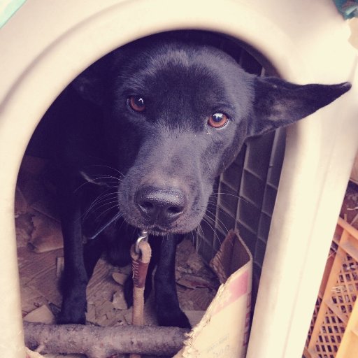 sakuza88's profile picture. 東京育ち。90年東京都多摩市→04年神奈川県三浦市→11年三重県亀山市→14年多気町中央構造線の上で古民家民宿→24年秋、還暦を機にひとり暮らし始めました。アイコンは2歳の頃の故クマ。