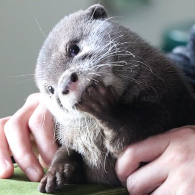 カワウソ コタロー ハナ Otter Kotaro Hana Cotsumet Twitter