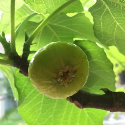 LiesKum2's profile picture. 