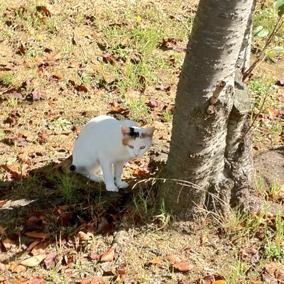 rokusyo_e's profile picture. 趣味で電子回路で遊んだり設計したりしてます。 積み部品駆動開発／KiCAD／パワー半導体／光半導体／ハード／回路／工作／ 無言フォロー失礼します