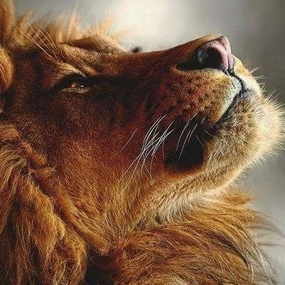 ليتني طائِرٍ أحلّق بجناحيّ في السمَاء كلّما زارني ضيق !