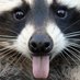 Waschbär (@washbear_) Twitter profile photo Waschbär (@washbear_) Twitter profile photo