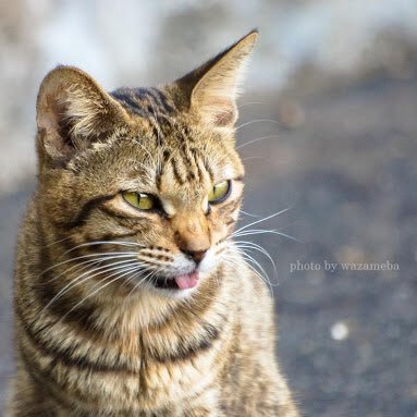 kamatyoppus's profile picture. あー