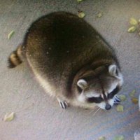 Cooper (@stainingcookie7) 's Twitter Profile