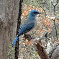 Chuck Davis (@cedavis) 's Twitter Profile