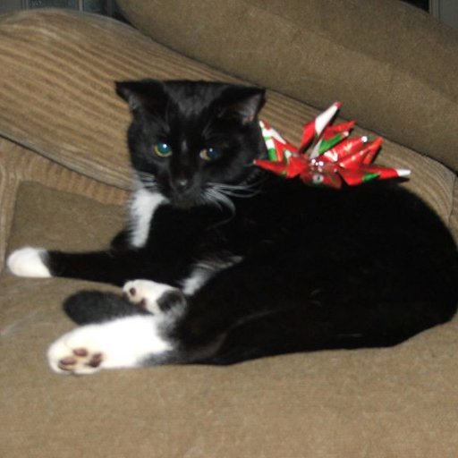 Tripping on cats (CatTripping) Twitter