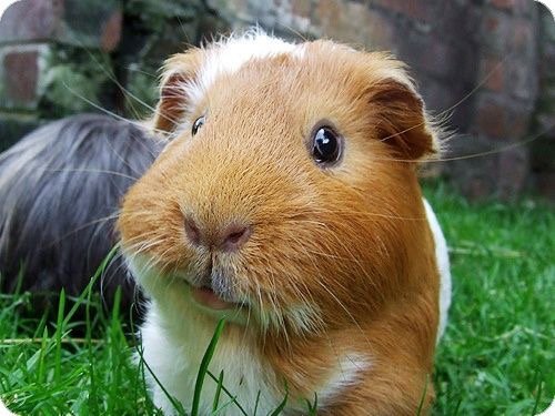 guineapigsofig Profile