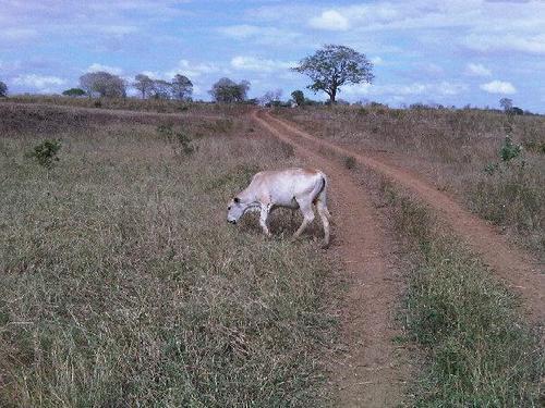 INGJUANCHANGIR's profile picture. INGENIERO AGRONOMO COMPROMETIDO CON MI PAIS Y FIEL CREYENTE EN QUE LA AGRICULTURA SERÁ COLUMNA VERTEBRAL DEL DESARROLLO NACIONAL