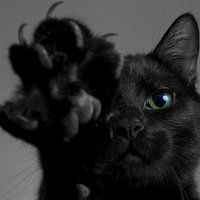 El Gato negro(@El_GatoN3gro) 's Twitter Profile Photo