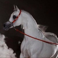 ♧ النماص ♧ (@a_5000k) 's Twitter Profile Photo ♧ النماص ♧ (@a_5000k) 's Twitter Profile Photo