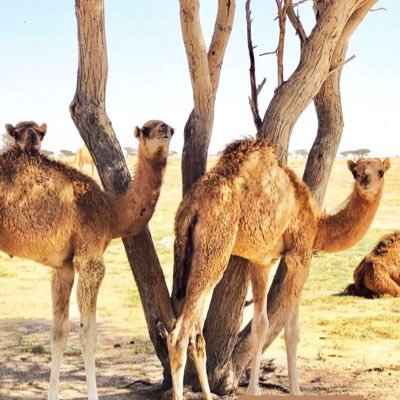 لاصار جرحك ماتداويه يمنـاك محدن مداوي بهالزمن جرح غيره