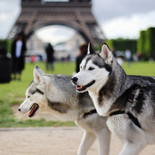 Pour qu'à Paris il y ait enfin un(e) maire qui aime les chiens et leurs propriétaires. #BienEtreAnimal #AnimalRights #FollowBack