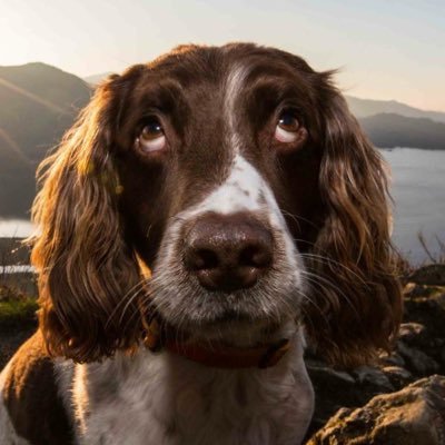 Max Paddy and Harry. Multi award winning Canine Ambassadors to Keswick in the Lake District the original 'Flapometers' weather forecasters #Bemorespaniel