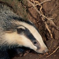 East Yorkshire Badger Protection Group(@EastBadger) 's Twitter Profile Photo