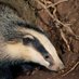 East Yorkshire Badger Protection Group (@EastBadger) Twitter profile photo
