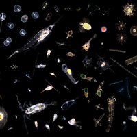 Coastal Ocean Vision (@coastaloceanvis) 's Twitter Profile