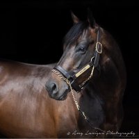 AvenueBloodstock 🇺🇦 (@avenuebstock) 's Twitter Profile