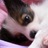 wanwan_dog's profile image