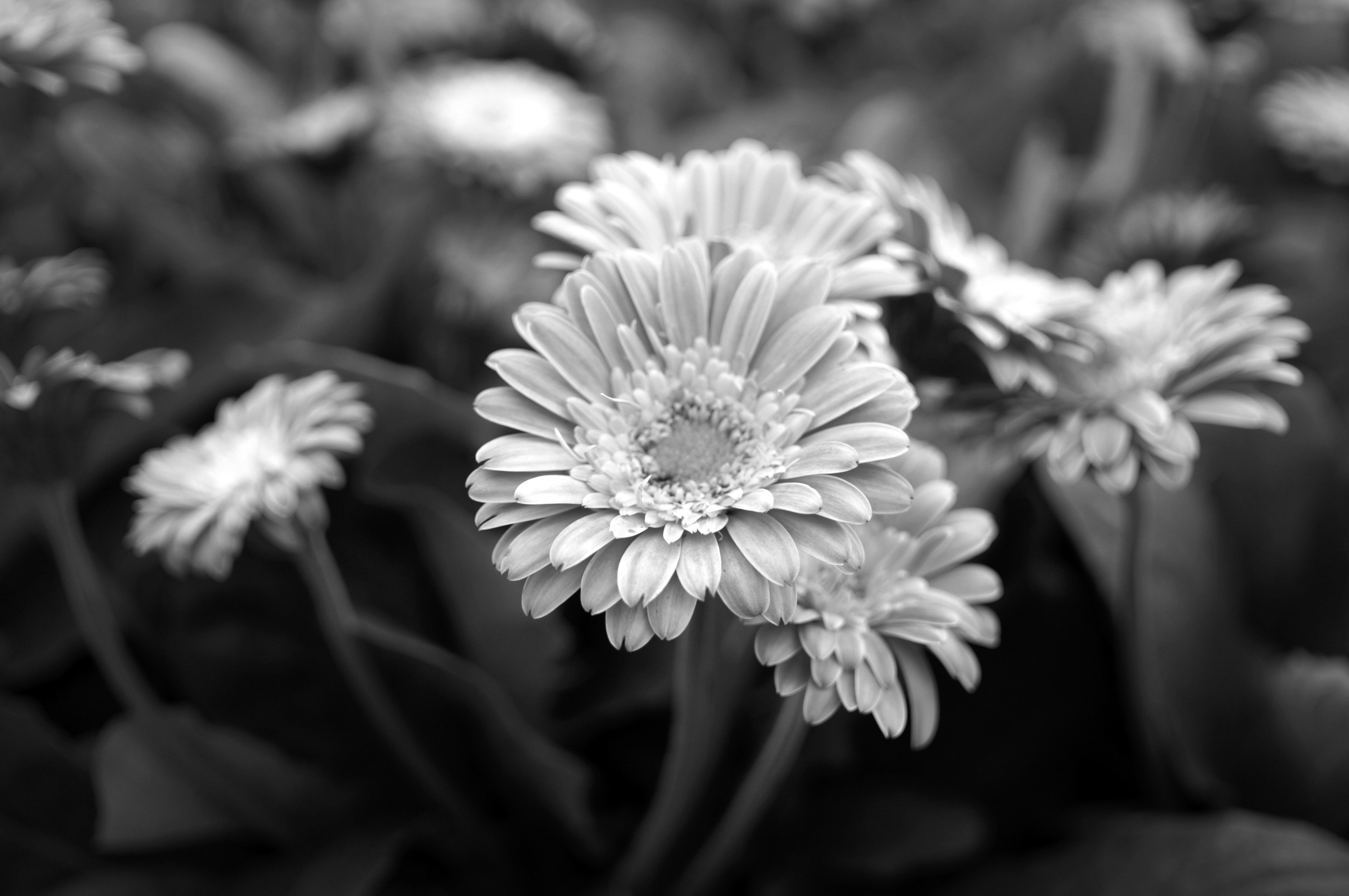 Webex_EasyBot's profile picture. 