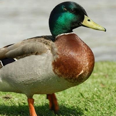 Shaaadi_karle's profile picture. (Fan Account) Subscribe to Ducky Bhai On YouTube and follow him on Twitter @Duckybhai