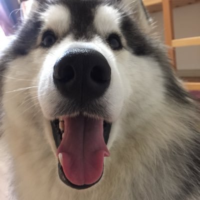 tedchinmin's profile picture. หิวก็กินไปเรื่อย หมีมัคคึ คึคึ เลาเลยเป็นหมีมัคคึคึ ติดเกมส์ ติดตูน ติดวาย ติดนังงาม ติดหนม ติดนอน 😴