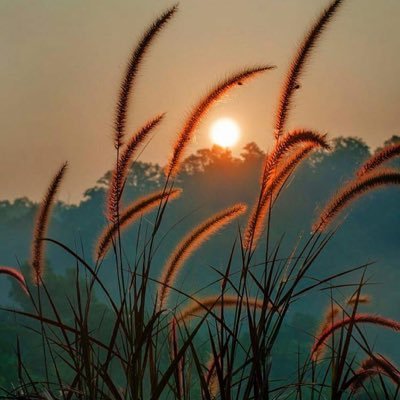 Asol2233L's profile picture. 