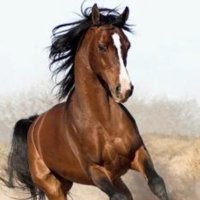 أ د مهد الذهب / الامر كله لله ﷻ اخوكم في الله . (@q8q100) 's Twitter Profile