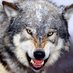 Ravingwolf ♀ (@RavingwoIf) Twitter profile photo