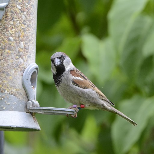 The Glasgow House Sparrow Project is a partnership of the University of Glasgow and RSPB Scotland, researching sparrow decline and working to conserve them.