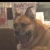 🗝️✨ (@dogeamudiah) Twitter profile photo 🗝️✨ (@dogeamudiah) Twitter profile photo