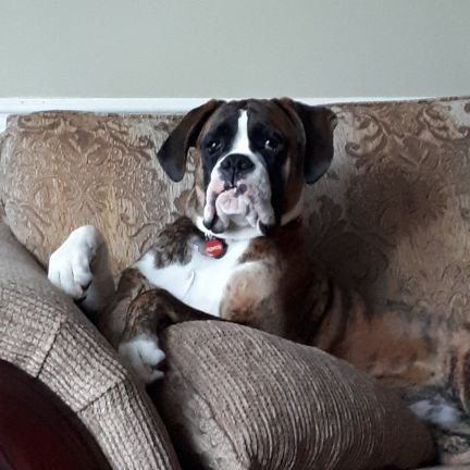 I am a bridle boxer just living my life in Burlington Ontario Canada.   My humans are doing the best they can because I can be a handful.