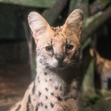 pakky_f_a's profile picture. かつてアイマスおじさんだったななしいんくのオタク。ちなヤク。