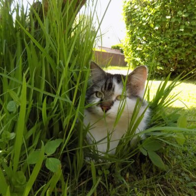 -6yo-I’m a long haired, overweight (just by a bit) cat!👌🏻 I love hunting😸outside I’m as wild as can be, inside I’m an adorable, loving ball of fluff ✨