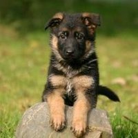 🇨🇵 Gaulliste à 500 % 🇨🇦🇬🇧🇺🇲🇳🇿 (@j1966c) 's Twitter Profile