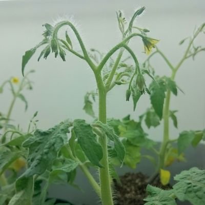 B4の大学生/Germination Biology/Bioinformatics/無言フォロー失礼します