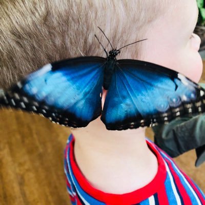 koningleeuw82's profile picture. Innovation/Science/STEAM Coordinator at SISD