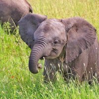 I Love Elephants(@iloveelephant26) 's Twitter Profile Photo