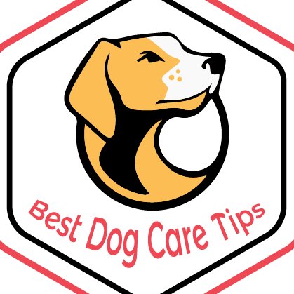 We will provide all kinds of tips  for your dog so that you can grow your dog with the maximum care. Top  Dog Tips is always there for you with full-fledged dog