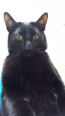 MrSeverusCat Profile Picture