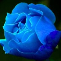 あお (@blue_gohan_) 's Twitter Profile