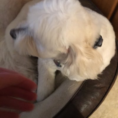 Lucy64467623's profile picture. Trump supporter - MAGA! Back the Blue and all first responders. Support our troops and veterans. #walkaway I don’t want dates or DMs.  Thanks!