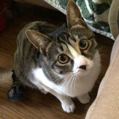 matchaさんのプロフィール画像
