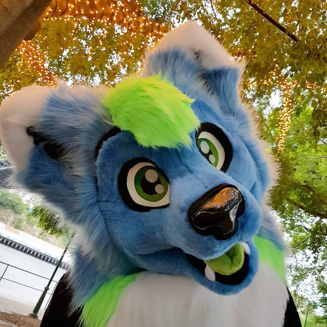 🇦🇺Australian Fur / Fursuiter (Suit by @LupeSuits) / Taken 💚 / FurDU Chair / Next Con: FurDU 2024